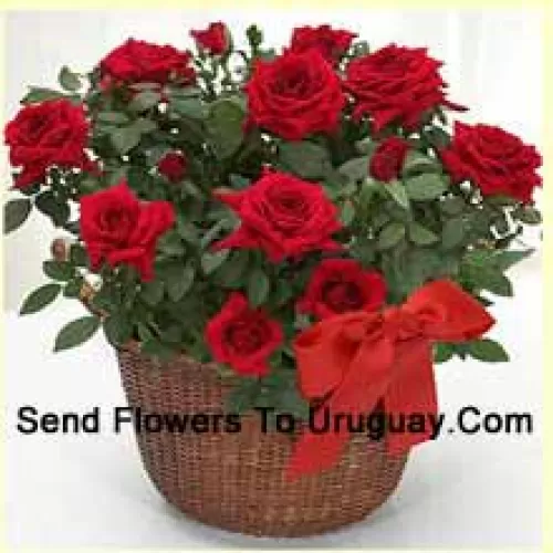 A Beautiful Arrangement Of 18 Red Roses With Seasonal Fillers