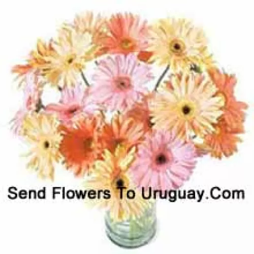 24 Gerberas Coloridas Variadas em um Vaso