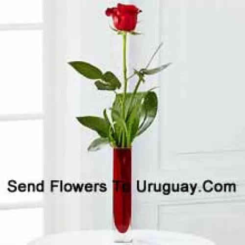 Une seule rose rouge dans un vase tube à essai rouge (Nous nous réservons le droit de substituer le vase en cas de non-disponibilité. Stock limité)