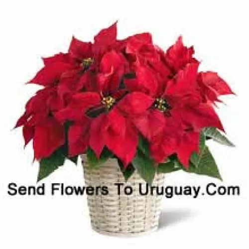 Una flor de Nochebuena animada, colorida y de larga duración en una canasta. (Tenga en cuenta que nos reservamos el derecho de sustituir cualquier producto por un producto adecuado de igual valor en caso de no disponibilidad de cierto producto)