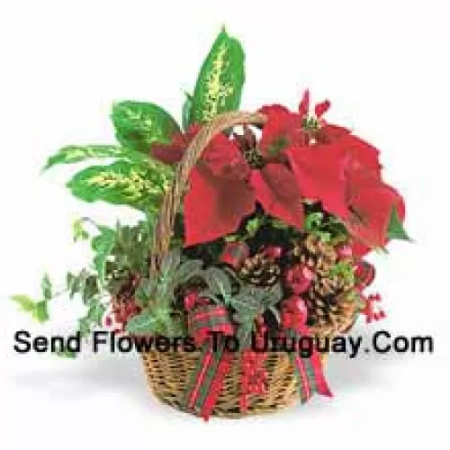 Questo vaso da vacanza a lunga durata presenta un assortimento di robuste piante verdi da interno combinate con un festivo mini poinsettia e decorate con pigne e dettagli. (Si prega di notare che ci riserviamo il diritto di sostituire qualsiasi prodotto con un prodotto idoneo di pari valore in caso di non disponibilità di un certo prodotto)