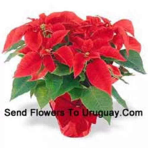 ¡Una tradición navideña en todo el mundo! Las poinsettias son una manera pensativa de decir 'Felices Fiestas' y añaden un toque duradero de color a cualquier decoración (Tenga en cuenta que nos reservamos el derecho de sustituir cualquier producto con un producto adecuado de igual valor en caso de no disponibilidad de cierto producto)