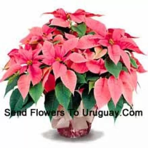 Un favori durable pour la maison ou le bureau, nos poinsettias de haute qualité sont un excellent moyen de dire "Meilleurs vœux de saison" avec style (Veuillez noter que nous nous réservons le droit de substituer tout produit par un produit approprié de valeur égale en cas de non disponibilité d'un certain produit)