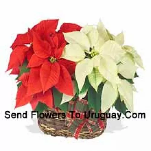 ¡Dos poinsettias coloridas y duraderas combinadas en una cesta para un elegante regalo navideño! Una es roja y la otra es blanca, rosa o de otro color popular. (Tenga en cuenta que nos reservamos el derecho de sustituir cualquier producto por un producto adecuado de igual valor en caso de no disponibilidad de cierto producto)